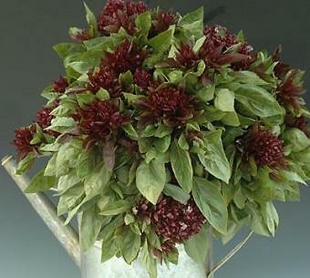100 seeds basil cardinal