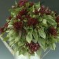 100 seeds basil cardinal