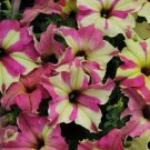 15 seeds sophistica lime bicolor petunia ~ pelleted