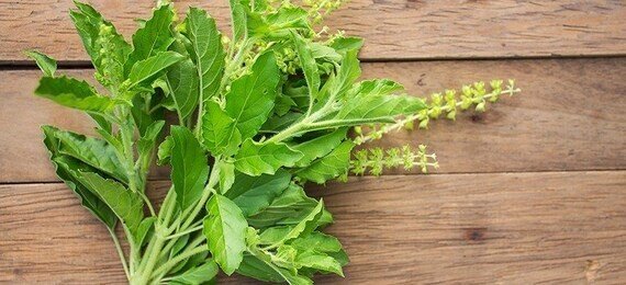 holy basil green leaf - 100.mg