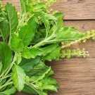 holy basil green leaf - 100.mg
