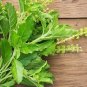 holy basil green leaf - 100.mg