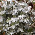 10 seeds silver box eucalyptus pruinosa silvery blue-green foliage yellow flower