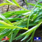 seeds 300 tarragon -russian non-gmo heirloom bogo 50% off