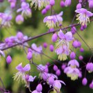 5 seeds chinese meadow rue pink yunnan thalictrum dipterocarpum delavayi flower