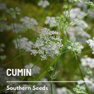 100 seeds cumin - medicinal & culinary herb heirloom non gmo