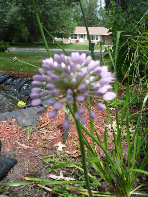 seeds blue globe allium