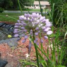 seeds blue globe allium