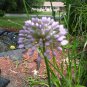 seeds blue globe allium