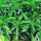 1000 seeds savory herb * bulk medicinal gourmet*