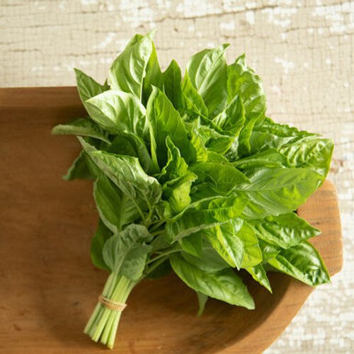 seeds 200 newton basil -