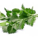 500 seeds white anise pimpinella anisum herb flower