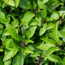150 seeds anise basil non-gmo fresh for gardens seller ships quick