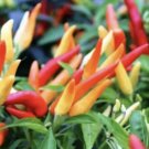 50 seeds hot thai pepper - organic grown- ớt hiểm