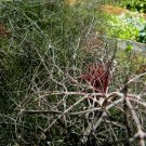 100 bronze fennel seeds, dark-purple, fern-like foliage, licorice flaver, herb