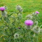 seeds 200 spear (bull) thistle for garden planting -