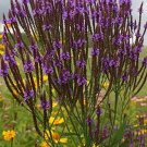500 purple verbena seeds. organic. ships