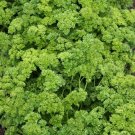 parsley, triple curled, non-gmo, 200 seeds, garnish,