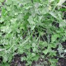 seeds wrinkled crinkled cress | heirloom - non-gmo