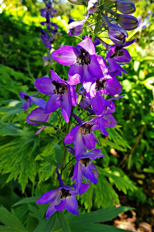 seeds larkspur 50