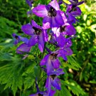 seeds larkspur 50