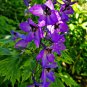 seeds larkspur 50