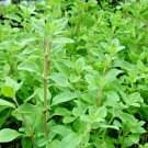 seeds 1000sweet marjoram organic herb garden indoor container groundcover easy