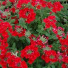 50 seeds scarlet verbena red nana compacta fragrant flower *combined