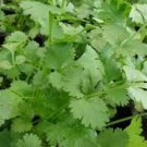 1 seeds cilantro slow bolting (coriander) herb heirloom vegetable lb