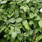 iron and clay peas, (5 lb. pack), cover crop, erosion control, food plots