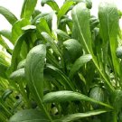 seeds 250 mibuna chinese cabbage fresh for your vegetablegarden. non-gmo