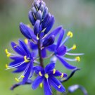 20 seeds blue large camas camassia leichtlinii quamasia great camass flower