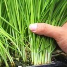 500 seeds garlic chive for planting - heirloom, non-gmo chinese chives vegetable