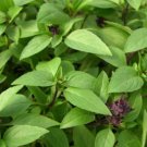 seeds 100 seeds-thai basil (ocimum basilicum) | non- gmo |buy2get