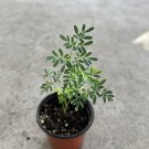 common rue plant with pot 8” ruda ruta graveolens live