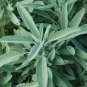 50 seeds sage: