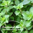 seeds 1000 scarborough italian oregano herb heirloom non-gmo fragrant rare