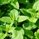 100 seeds spearmint mint non gmo organic plant seed home herb flower garden