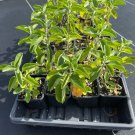 ashwagandha (withania somnifera) seeds, organic fl adapted (25 seeds)