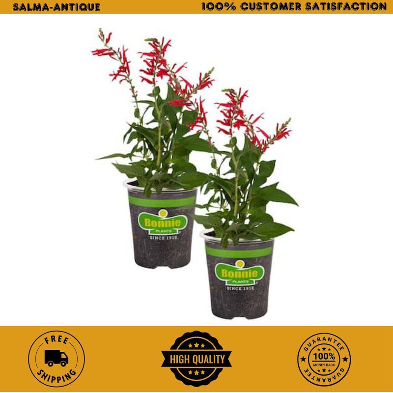 19 2-pack oz. pineapple sage herb plants for cooking and aromatherapy