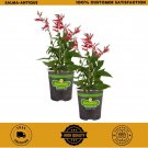 19 2-pack oz. pineapple sage herb plants for cooking and aromatherapy