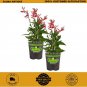 19 2-pack oz. pineapple sage herb plants for cooking and aromatherapy
