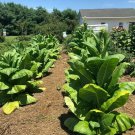seeds 2000 kentucky burley tobacco  fresh authentic