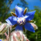 150 seeds borage - borago officinalis deer resistant flowers herb