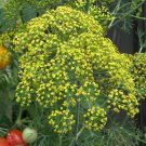 300 seeds fern leaf dill non -gmo fresh harvest for gardens