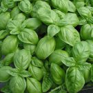 200 organic sweet italian basil seeds, culinary herb make best pesto
