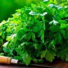 seeds leisure splits cilantro | organic non-gmo heirloom best seller