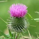 25 seeds cirsium vulgare bull thistle from our brooklyn botanical garden's club