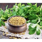 seeds 2oz microgreen fenugreek for sprouting micro green sprout organic