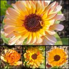 seeds 2,000  calendula flower medicinal herb inflammation skin care garden mix